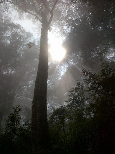 Sunshine through the Trees on the way to Japanese Peace Pagoda