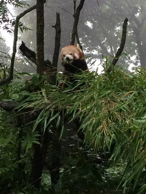 The adorable red panda at the Darjeeling Zoo