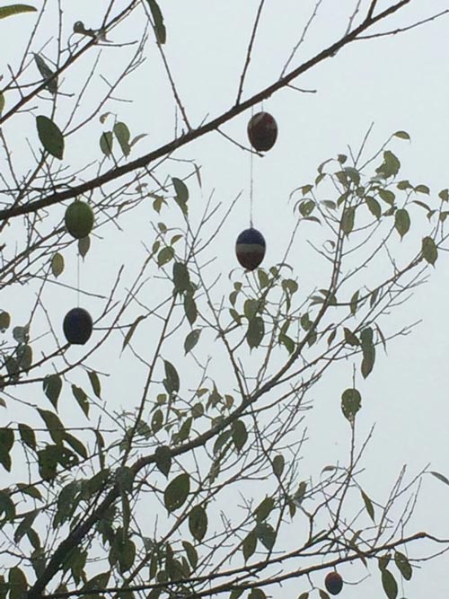 The egg shells hanging from the Cherry Tree at Hot Stimulating Cafe