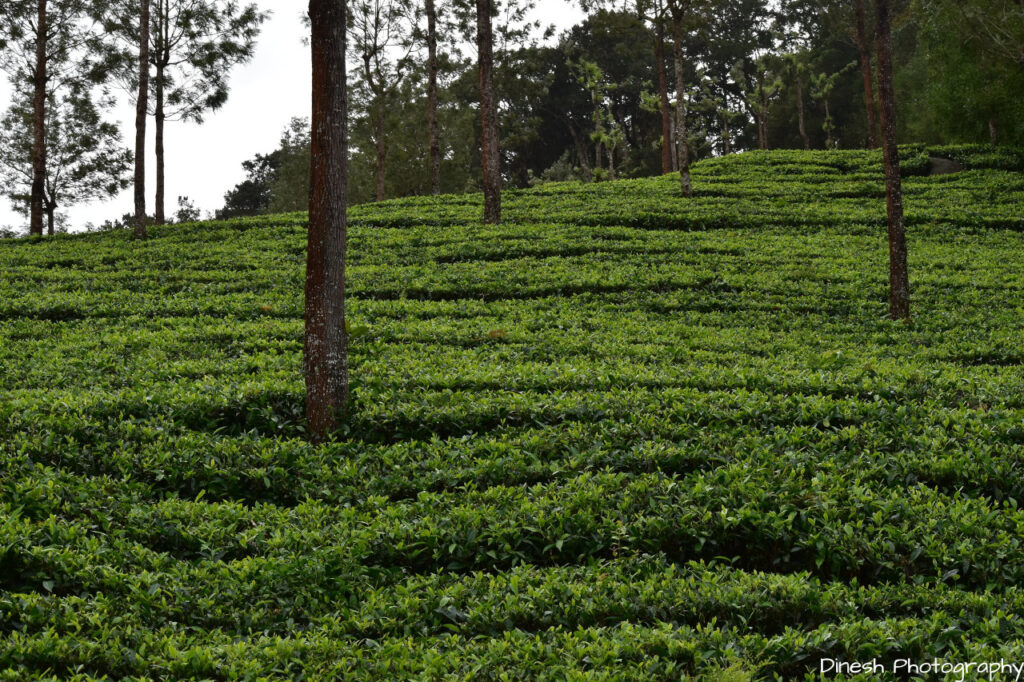 Devikulam Gardens