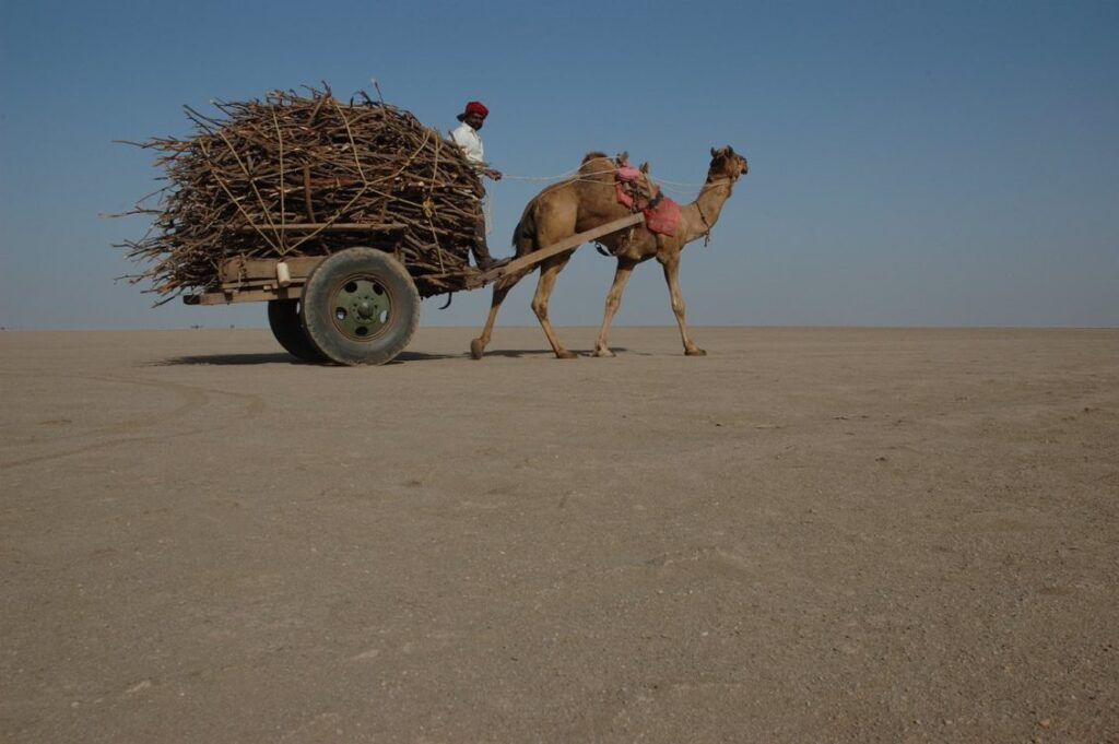 Rann Of Kutchh