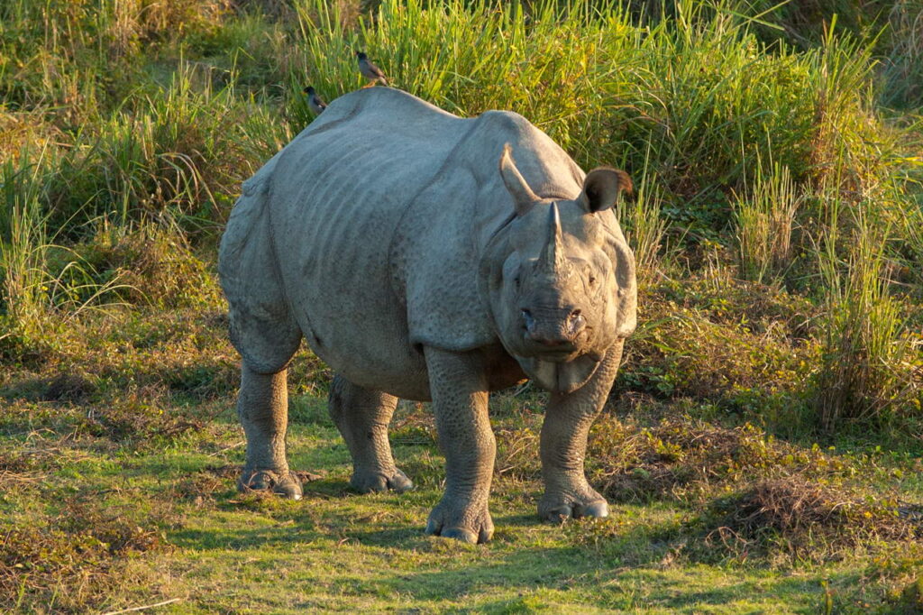 Kaziranga National Park2