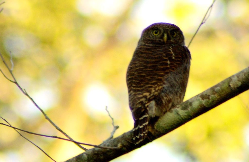 1024px Jungle owl in manas