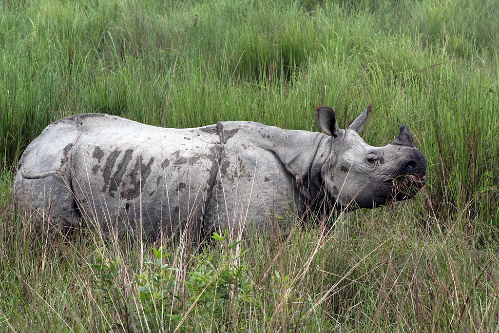 Kaziranga Rhinoceros Unicornis