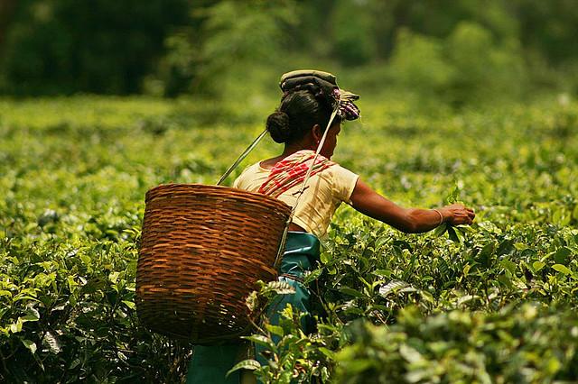 Plucking tea in a tea garden of Assam