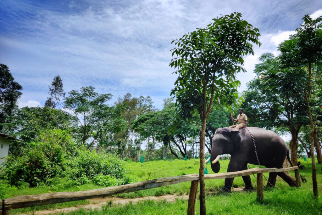 Dubare Elephant Camp, Coorg